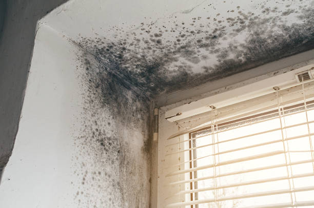 Affordable Mold Inspection And Testing solutions in Florham Park, NJ